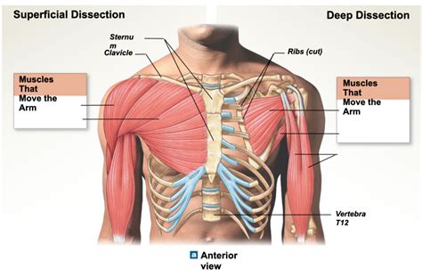 Chest Muscles Diagram Labeled Muscles Of The Back Use The Location ...