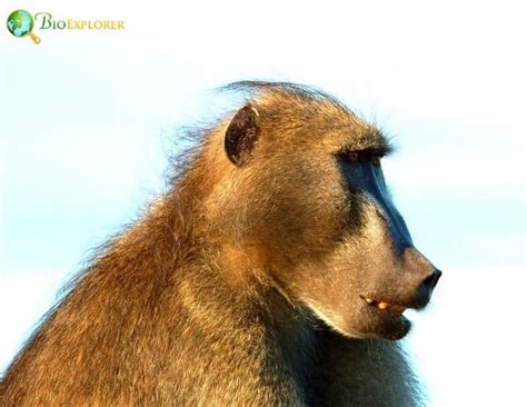 Chacma Baboon Characteristics | Papio Ursinus Diet & Facts | BioExplorer