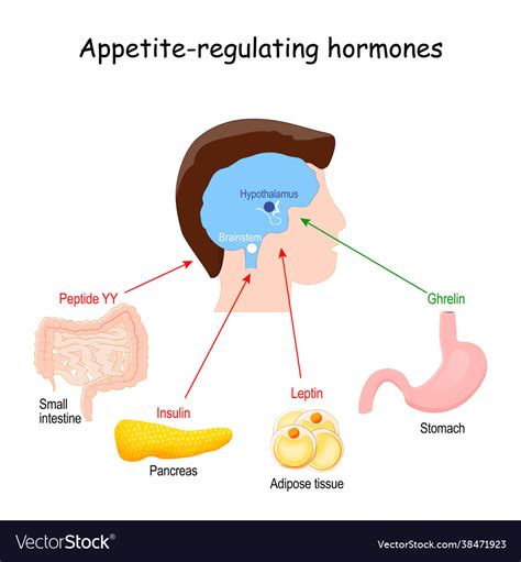 Hormones that regulate metabolism appetite Vector Image