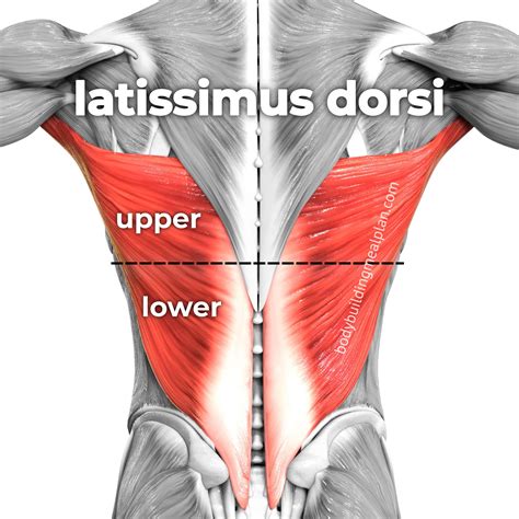 7 Best Lower Lat Exercises For A Beastly Back