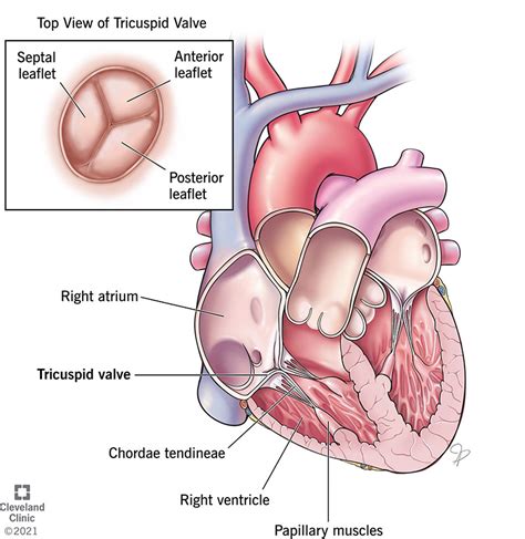 Tricuspid Valve