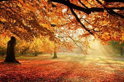 Autumn Sun Rays Wallpapers - Wallpaper Cave