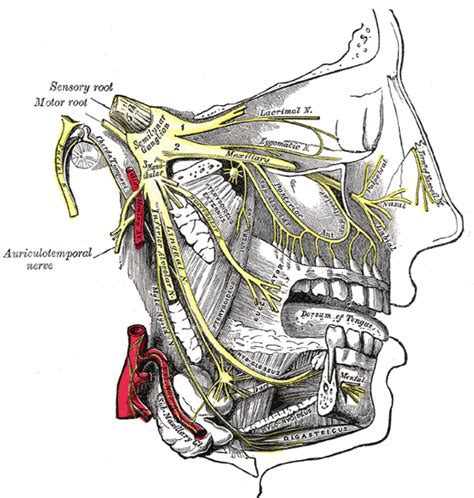 Submandibular ganglion - wikidoc