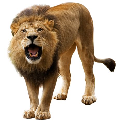 Lion PNG Image - PurePNG | Free transparent CC0 PNG Image Library