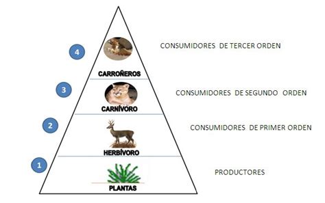 Cadena Alimentaria y Red Alimentaria - Areaciencias