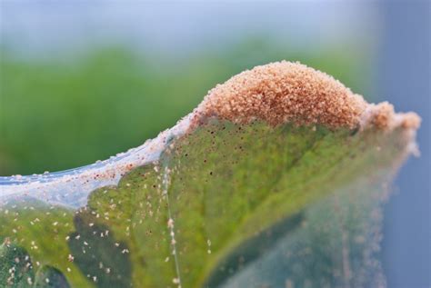 Spider Mite Treatment: How To Identify Spider Mite Damage, 59% OFF