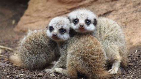 Wallpaper Meerkat, suricate, Namib Desert, Namibia, animal, Animals ...