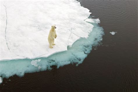 Polar Bears Global Warming Effects