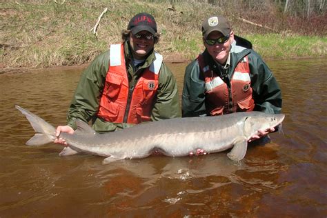 5 Large and Unusual Freshwater Fish to Catch in North America | GearJunkie