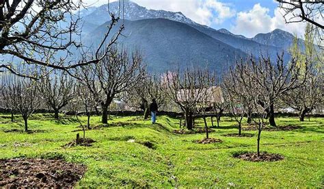 Kashmir: Fruit growers suffer losses due to rare November snow- The Week