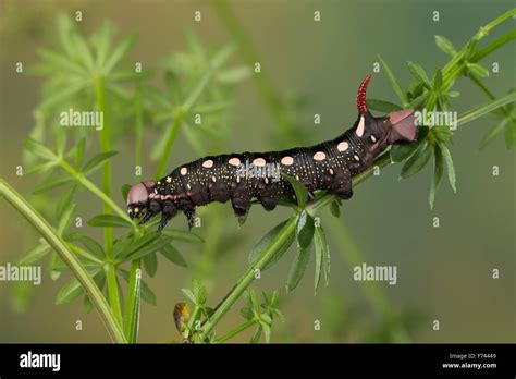 Bedstraw Hawk-Moth, Gallium Sphinx, caterpillar, Labkrautschwärmer ...