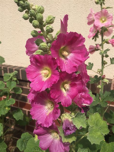 Hollyhock seedlings - deskgross