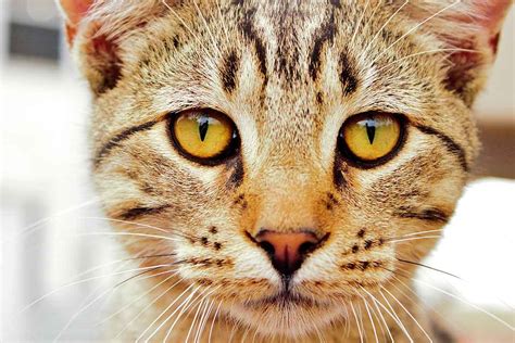 Feline Body Language: What Your Cat’s Eyes Tell You About His Emotions ...