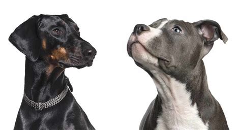 Doberman vs Pitbull - How Do They Stack Up Against Each Other?