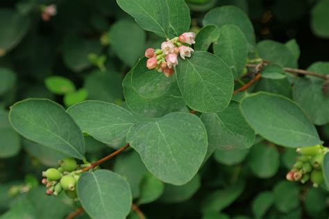 Symphoricarpos albus