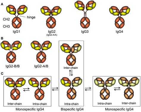 IgG Subclasses | ELIM RHEUMATIC CENTRE