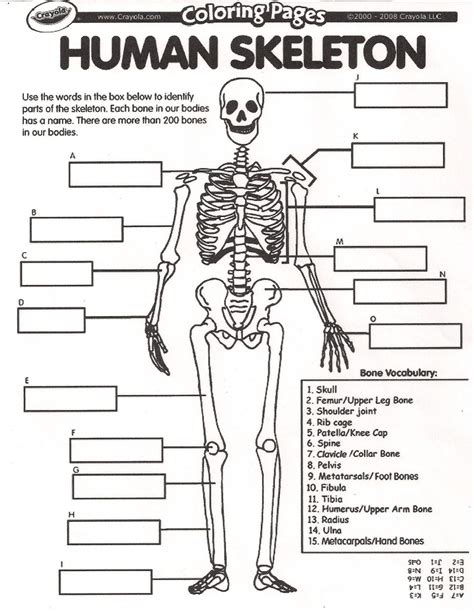 Human Skeleton Labeled Worksheet