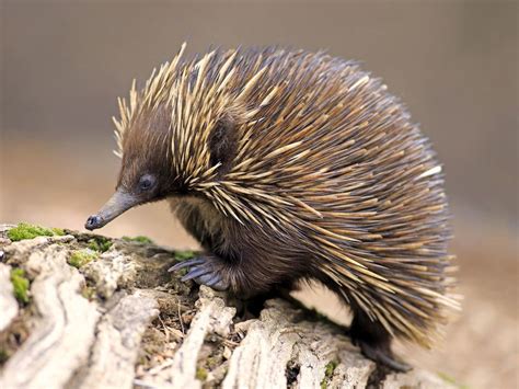 Absurd Creature of the Week: Forget the Platypus. The Echidna Is the ...