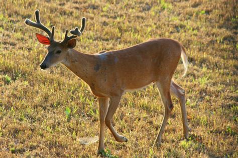 White-tailed Deer (Mammals - Rouge National Urban Park / parc urbain ...