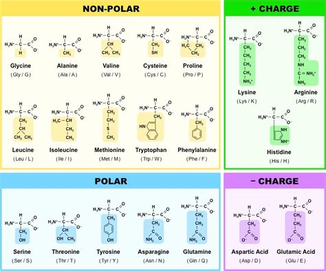 Proteins | What? Structures & Summary | A-Level Biology Revision Notes