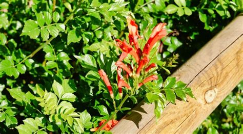 How to Plant, Grow, and Care for Cape Honeysuckle