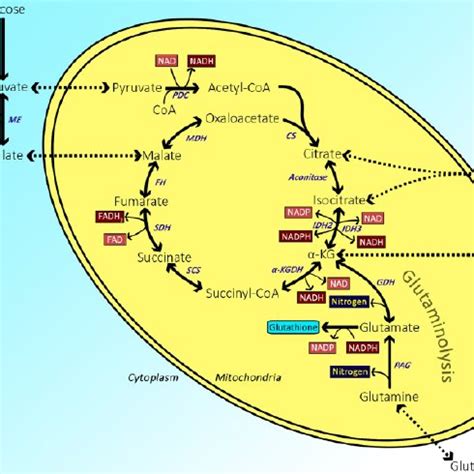 (PDF) Determination of Glutamate Dehydrogenase Activity and Its ...