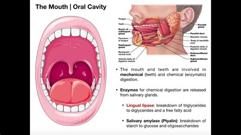 Mouth Cavity Anatomy