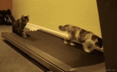 Cat Running GIF - Find & Share on GIPHY