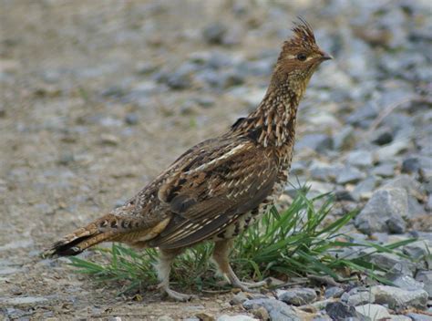 Ruffed Grouse - Bonasa umbellus | Wildlife Journal Junior