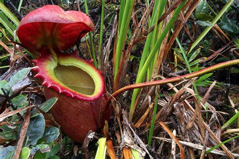 Nepenthes rajah, Tropical Pitcher Plant in habitat, Mount … | Flickr