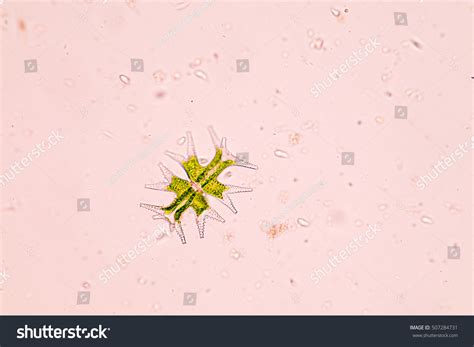 Phytoplankton Under Microscope Stock Photo 507284731 | Shutterstock