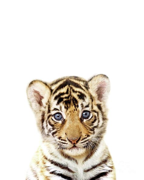 Baby Tiger, Baby Animals Art Print By Synplus Digital Art by Synplus ...