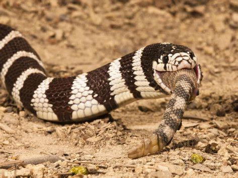 Life is short, but snakes are long: Venom resistance in kingsnakes