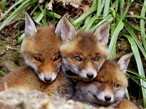 Fox cubs | Sussex Wildlife Trust