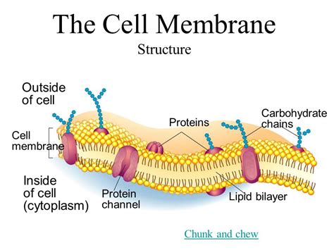 Cell Membrane Diagram Labeled