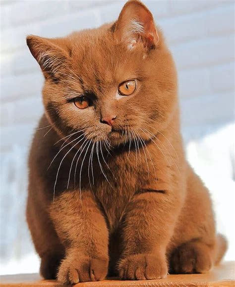 The 12 British Shorthair Cat Colors & Patterns Explained - LOL Cats