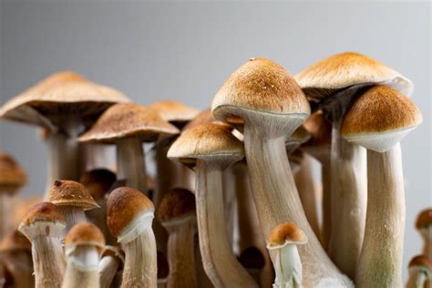 Psychedelic treatment with psilocybin shown to relieve major depression ...