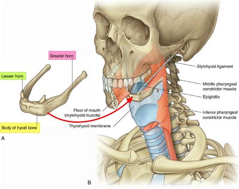 😊 Hyoid bone anatomy. The Suprahyoid Muscles. 2019-01-06