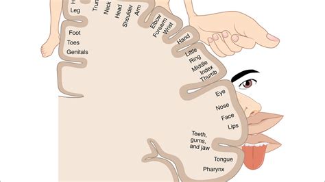 Sensory Homunculus Diagram So Fucking Hot