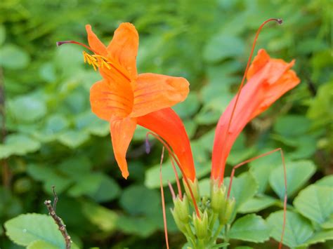 Cape Honeysuckle - Hoot Acre Farm