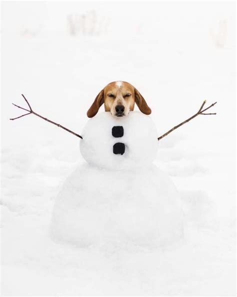 10 Adorable Puppies Playing In Their First Snow [PICTURES] - DogTime ...