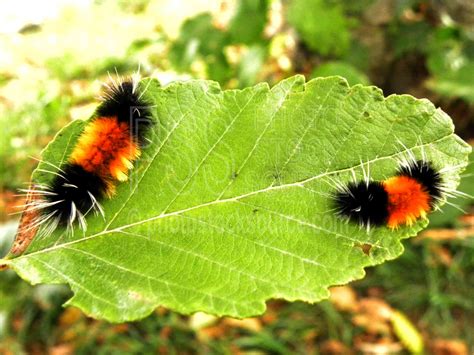 Photo of Wooly Bear Caterpillars by Photo Stock Source insects, Eugene ...