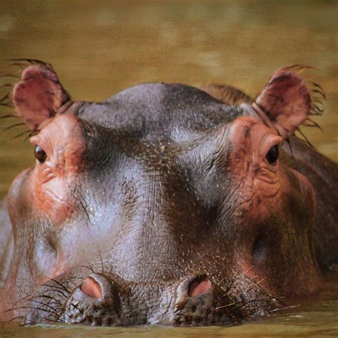 Hippo Eyes Photograph by Gene Taylor - Pixels