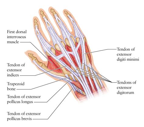 Human Anatomy for the Artist: June 2011