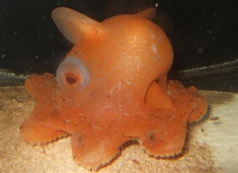 Dumbo Octopus: Fun Facts, Pictures & Information | hubpages