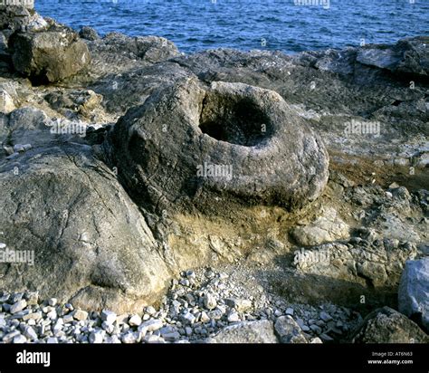 fossilised tree fossil forest lulworth dorset Stock Photo - Alamy