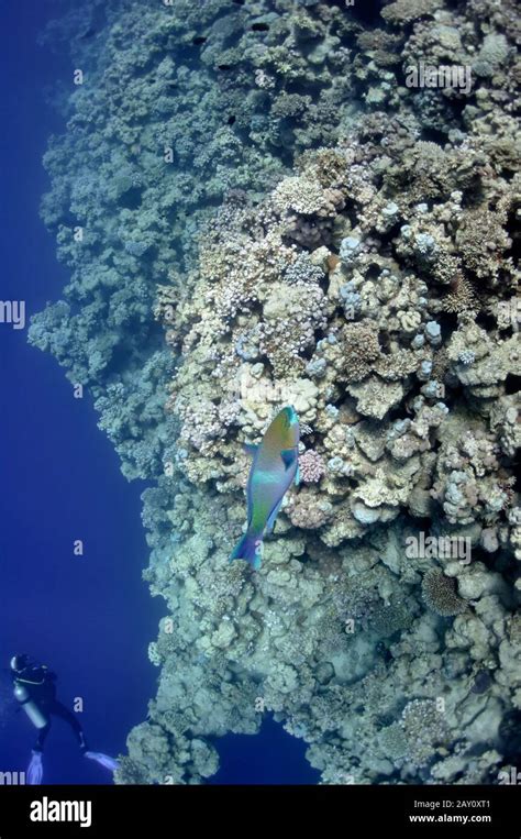 Coral reef and parrot fish at the Red Sea near Dah Stock Photo - Alamy