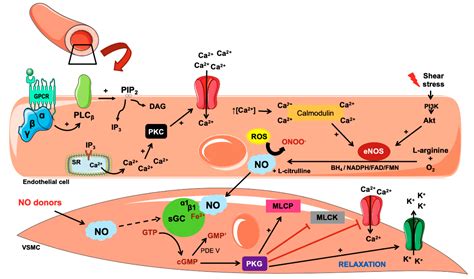 Biology | Free Full-Text | Nitric Oxide as a Central Molecule in ...