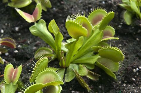 What to Feed a Venus Flytrap Besides Flies