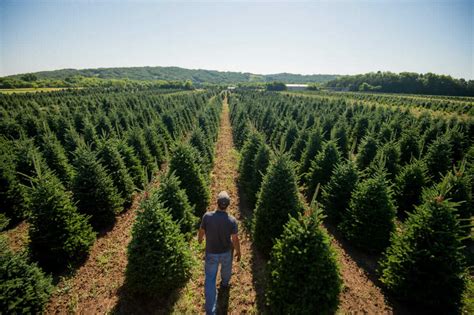 Pandemic Brings Early Crowds to Christmas Tree Farms - Modern Farmer